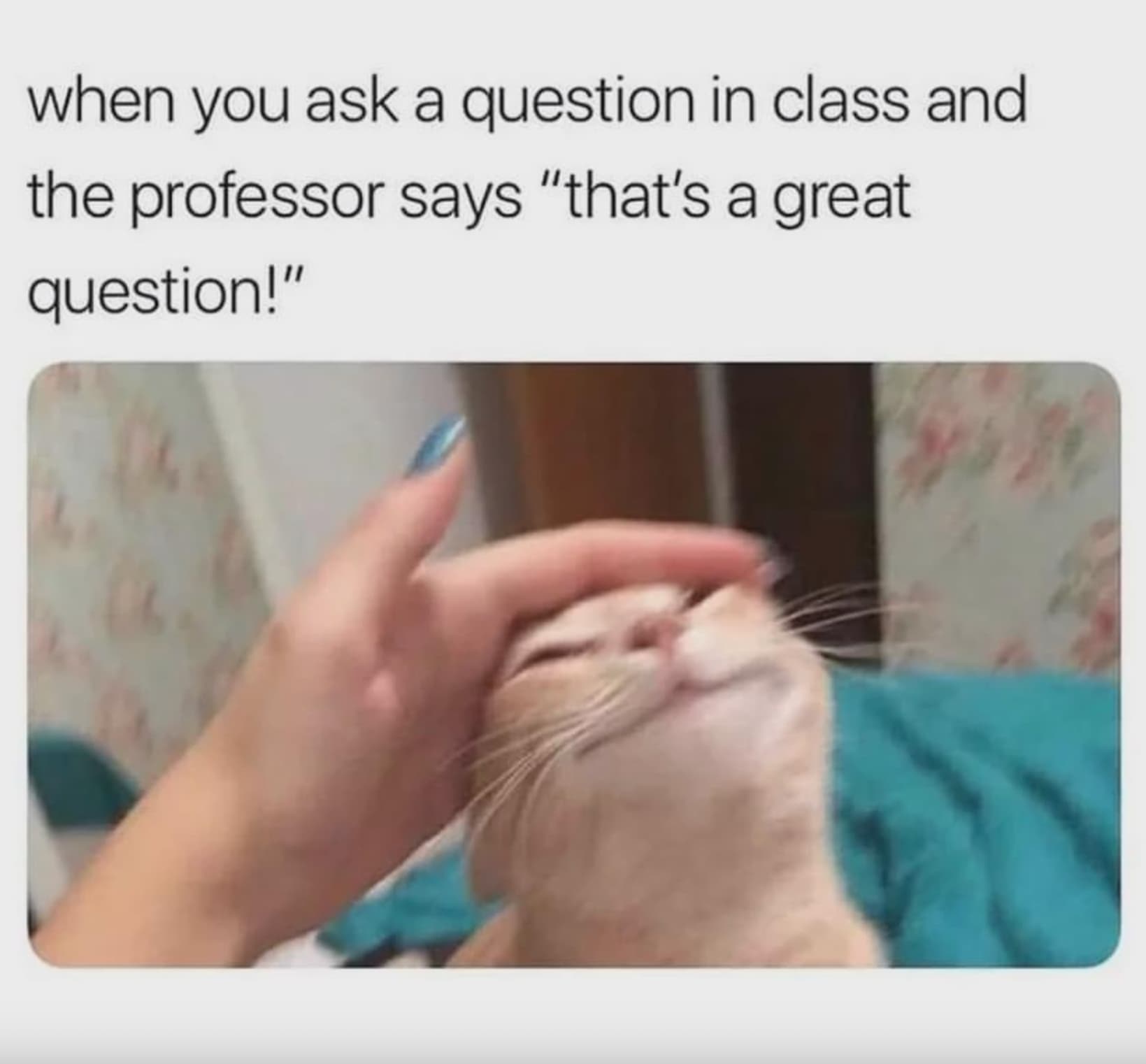 cat dentist meme - when you ask a question in class and the professor says "that's a great question!"